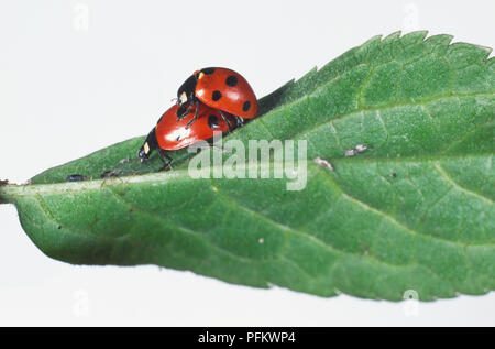 Deux coccinelles à sept points (Coccinella septempunctata) l'accouplement sur une feuille d'ortie, Close up. Banque D'Images