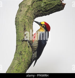 Pic à front jaune (Melanerpes flavifrons) perching on branch, side view Banque D'Images