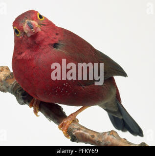 Side/vue frontale d'un Red-Billed, pinsons, perché sur une branche étroite dans une pose légèrement accroupi, la tête en avant. Banque D'Images