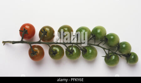 Lycopersicon esculentum, mûr et tomates non mûres sur même vine Banque D'Images