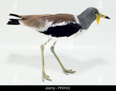 Vue latérale d'un White-Headed sociable avec la tête de profil, montrant le visage long, jaune mimosa, a souligné Bill, marron, noir, gris et le plumage blanc et de longues jambes. Banque D'Images