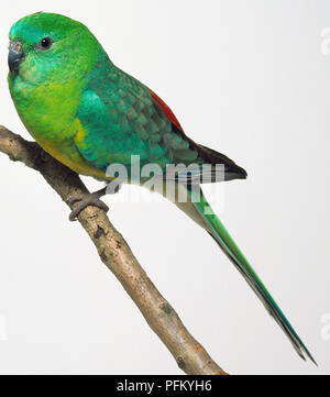 Vue latérale d'un mâle à croupion rouge (Psephotus haematonotus) Parrot, avec la tête de profil, perché sur une branche étroite. Banque D'Images