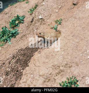 Chien de prairie (Cynomys ludovicianus) qui sortent d'un trou, side view Banque D'Images