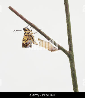 Porte-queue (Papilio européenne machaon) émergeant de cocoon Banque D'Images