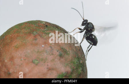 En culot Andricus kollari (WASP) avec des ailes Ailes Banque D'Images