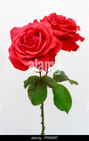 Nuage parfumé Rosa, deux têtes de fleurs rose rouge. Banque D'Images