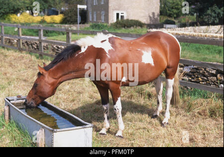 Equus caballus, cheval brun et blanc de l'eau potable à travers le bord de champ, vue de côté. Banque D'Images