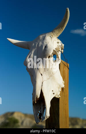 Crâne de bétail en Texan blanc avec des granges sur un poteau en bois avec ciel bleu brillant comme arrière-plan Banque D'Images