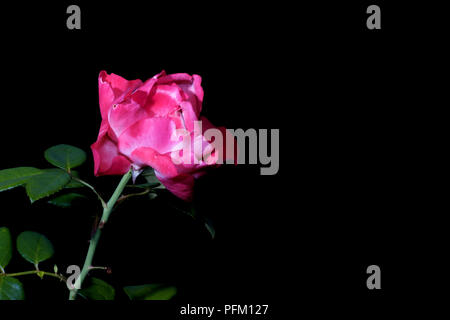 Rose rose rose isolée sur fond noir Banque D'Images