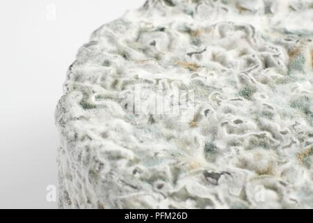 Le Français Selles-sur-Cher AOC Fromage de chèvre enrobé de cendres et montrant la moisissure sur la couenne, close-up Banque D'Images