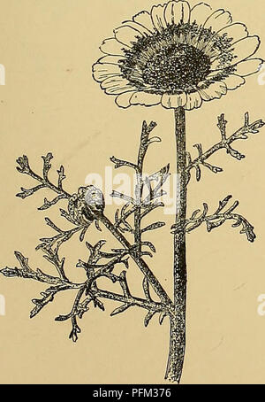 Cette cyclopédie offre des renseignements complets sur la culture des plantes horticoles en Amérique du Nord. Il couvre un large éventail de plantes, y compris les fruits, les légumes et les espèces ornementales, avec des détails sur les méthodes de culture. Banque D'Images