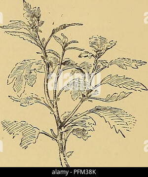 . Cyclopedia of American horticulture, comprenant des suggestions pour la culture de plantes horticoles, les descriptions des espèces de fruits, légumes, fleurs et plantes ornementales vendues aux États-Unis et au Canada, ainsi que des notes biographiques et géographiques. Le jardinage. 454. Bourgeon de la Couronne de chrysanthème à un stade précoce. Montrant les pousses à être retiré si la couronne bud est d'être sauvé. 5. Waterhig. - Le feuillage liet être l'index à l'eau. S'il apparaît jaune et maladif, utiliser moins d'eau, et de voir que le drainage est parfait. Il y a mais peu dan- 455. Bourgeon de la Couronne de Chrys Banque D'Images