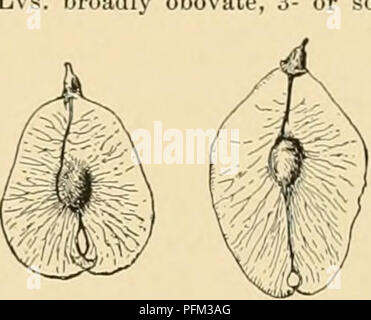 . Cyclopedia of American horticulture : comprenant des suggestions pour la culture de plantes horticoles, les descriptions des espèces de fruits, légumes, fleurs et plantes ornementales vendues aux États-Unis et au Canada, ainsi que des notes biographiques et géographiques. Jardinage ; horticulture ; horticulture ; l'horticulture. L'Ulmus incision n'atteigne pas le nutlet. L'Europe centrale à l'Asie de l'ouest. ÂRarely et cultivée avec moins de bois précieux. Le tronc et les membres inférieurs sont, comme dans le American Elm, souvent vêtue de rameaux courts. 3. racenidsa, Thomas, pas Borkh. Orme liège. Orme. Fig. Banque D'Images