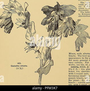 Ce guide horticole offre des conseils de culture pour un large éventail de fruits, légumes, fleurs et plantes ornementales en Amérique du Nord. La plante décrite est apparentée à C. grandiflorus mais se distingue par ses variations de taille et de couleur. Il présente également une croissance touffue atteignant plus de 3 pieds de hauteur. Banque D'Images