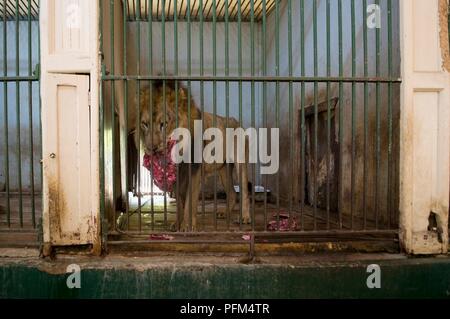 Lion en cage de manger la viande crue Banque D'Images