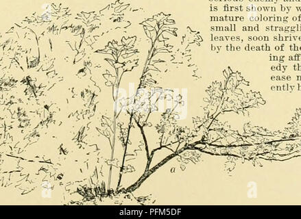 Cette encyclopédie horticole complète couvre une vaste gamme de plantes, y compris des fruits, des légumes, des fleurs et des plantes ornementales trouvées en Amérique du Nord. Il comprend des conseils de culture, des descriptions d'espèces et des conseils pratiques de jardinage, avec un accent particulier sur la lutte antiparasitaire, y compris les méthodes de gestion des foreurs de groseilles. Banque D'Images