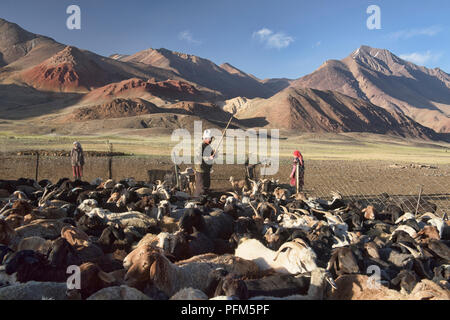 En troupeaux nomades kirghizes leurs moutons dans la vallée de l'Pshart, Tadjikistan Banque D'Images