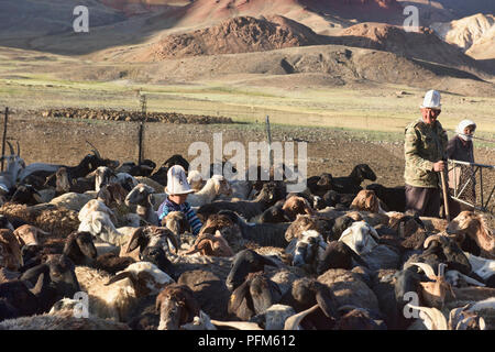 En troupeaux nomades kirghizes leurs moutons dans la vallée de l'Pshart, Tadjikistan Banque D'Images