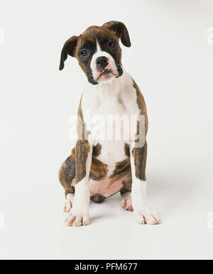 Chiot Boxer (Canis lupus familiaris) assis, tête légèrement inclinée à droite, vue de face. Banque D'Images
