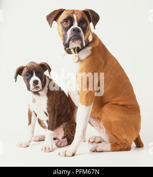 Chien domestique, Canis familiaris, adulte et chiot Boxer. Banque D'Images