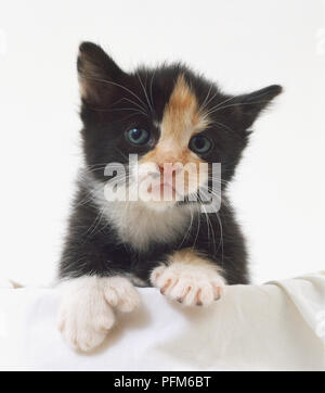 Un chat noir et blanc vu de face. Banque D'Images