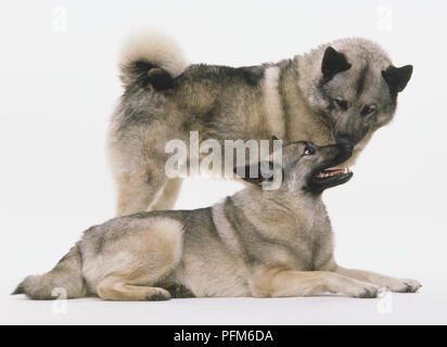 Une paire de Norwegian Elkhounds (Canis familiaris), l'un debout, et l'autre couché, des nez de toucher, vue latérale Banque D'Images