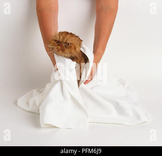 Soulever le chat sortir du bain et l'envelopper dans une grande serviette. Banque D'Images