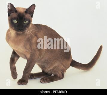 Une femelle chat birman en position assise avec une patte soulevée Banque D'Images