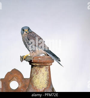 Crécerelle (Falco tinnunculus), oiseau de proie debout sur pot de cheminée en faïence Banque D'Images