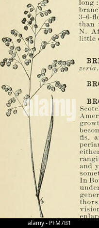Cette encyclopédie horticole complète couvre la culture et la description d'un large éventail de plantes aux États-Unis et au Canada. Il comprend des entrées détaillées sur les fruits, les légumes, les fleurs et les plantes ornementales, offrant un aperçu des techniques de culture et des soins des plantes. Banque D'Images