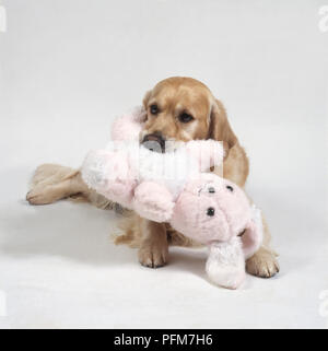 Labrador Retriever chiot exerçant son lapin en peluche dans sa bouche, close-up Banque D'Images