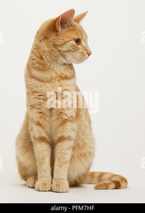 Le gingembre chat tigré assis à côté de, vue de face. Banque D'Images