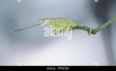 Un Jackson's chameleon (Chamaeleo jacksonii,) avec sa langue dehors, perché sur une branche Banque D'Images