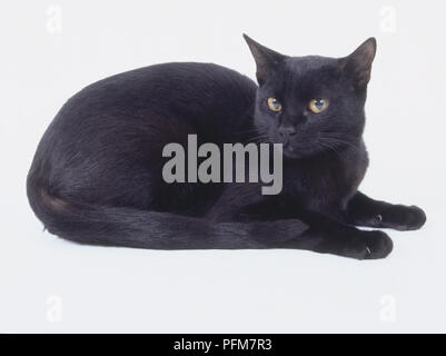 Black Bombay cat d'une épaisse fourrure noire de jais et les yeux brillants, couché. Banque D'Images