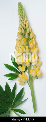 Lupinus polyphyllus, Jardin, lupin vivace monté, découper des fleurs jaunes en grappes longues. Banque D'Images
