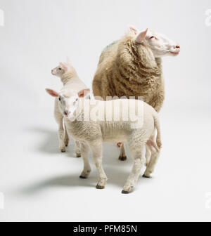Brebis (Ovis aries) et deux agneaux, tous confrontés dans des directions différentes Banque D'Images