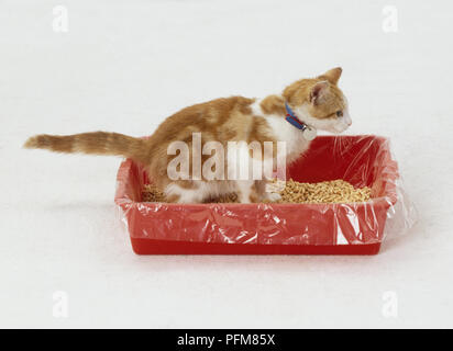 Ginger Tabby Kitten (Felis catus) assis en plastique rouge litière, side view Banque D'Images