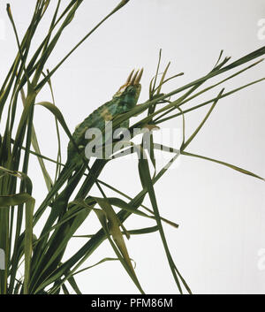 Jackson's Chameleon (Chamaeleo jacksonii,) entre les feuilles, side view Banque D'Images