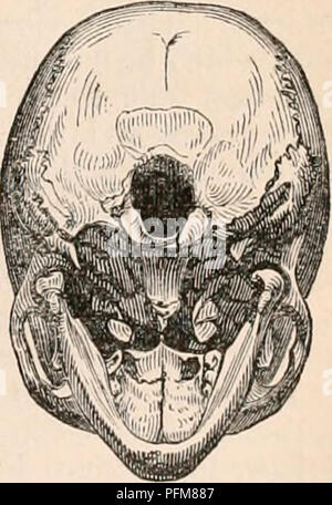 . La cyclopaedia d'anatomie et physiologie. Anatomie ; physiologie ; Zoologie. Crâne d'elliptique. (À partir d'un spécimen dans le Musée du Collège Royal des Chirurgiens.") la vue correspondante. injigs 807. et 811. ; pour dans l'ancienne on voit que l'ampleur continue d'augmenter au-dessus des orbites, et que la voûte crânienne est rond et ample ; tandis que dans les deux autres, l'ampleur diminue rapidement, en particulier dans la région frontale, à partir de la parole de l'orbite vers le haut. La forme de l'Arcades zygomatiques est telle, que dans la vue du visage qu'ils ne fassent pas saillie au-delà latéralement Banque D'Images