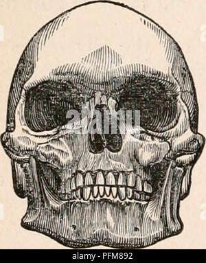 . La cyclopaedia d'anatomie et physiologie. Anatomie ; physiologie ; Zoologie. 1.320 variétés de l'humanité. tained que le profil est la vue la plus cha- racteristic, et que les angles du visage " " des différentes races varient grandement et de manière con-, constamment que, sur ce seul caractère une distinction valable pourrait être fondée. Par Blumen- Bach, d'autre part, il a été considéré que la comparaison de l'étendue de la tête, en particulier comme on le voit dans la dimension verticale, est la méthode par laquelle la plus fortement-différences marquées sont mis en vue. Par le professeur Owen l'importance de la Banque D'Images