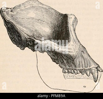 . La cyclopaedia d'anatomie et physiologie. Anatomie ; physiologie ; Zoologie. Avant, sur le côté, et la vue sur le crâne de la 3235- lodytes gorille. (Après Owen.} » 10. L'ensemble de processus post-glénoïde, et le processus auditif plus tympanique (os), avec leur position relative, un derrière, mais pas ci-dessous, l'autre.. "11. La position de la conversion du zygo- mata en face du tiers moyen de la base cranii. ' 12. L'éminent supra-orbital ridge. " 13. L'os nasal plus anchylosed, ensemble, et aplaties à leur moitié inférieure. " 14. La plus grande taille proportionnelle, et le gre Banque D'Images