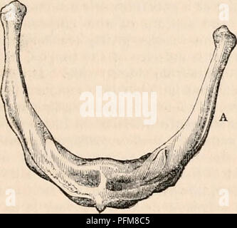 . La cyclopaedia d'anatomie et physiologie. Anatomie ; physiologie ; Zoologie. Langue maternelle. 1123 l'épiglotte. Il contient moins de tissu fibreux et plus musclé que toute autre partie de la langue. Tel est donc une description générale de la langue, - telles sont les apparences que la pré- envoyé eux-mêmes à l'œil, sur sa surface externe et de configuration. Examinons maintenant ces structures plus minutieusement, et, pour faciliter cet examen, mettre les pièces qui contribuent à la formation de l'orgue, selon l'office qu'ils remplissent, ou leur caractère absolu. En ce qui concerne la langue dans ce Banque D'Images