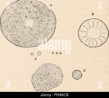 Ce travail complet couvre l'anatomie et la physiologie du corps humain, avec une attention particulière à la glande thyroïde pendant le stade fœtal. Il donne un aperçu du développement de la thyroïde et de son rôle dans le développement humain. Banque D'Images