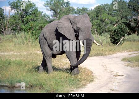 Le Botswana, Moremi, l'éléphant africain (Loxodonta africana), à proximité du point d'eau Banque D'Images