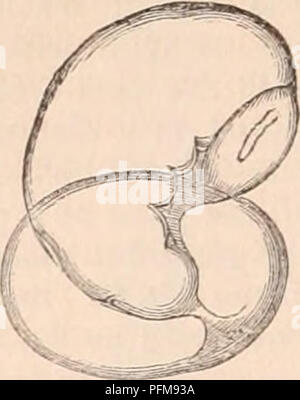 . La cyclopaedia d'anatomie et physiologie. Anatomie ; physiologie ; Zoologie. 654 MYRIOPODES. Fig. 318.. écoulée avant le corps de la jeune ma- riapod a été libéré jusqu'à ce qu'ils demeurent seulement partiellement clos entre les deux moitiés de la coquille, représentée en reconstruction. 318, étant encore au- tached à son intérieur par une pe- dicle ou funis (Jig. 319, d). Si remarquable est la condi- tion à cette période qu'il ressemble fortement à l'ex- pansion du germe dans la graine d'une plante, plutôt que de l'évolution d'un animal vivant. L'embryon est par- fectly immobile, et l'éclatement de sa coquille semble Banque D'Images