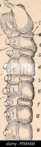 . La cyclopaedia d'anatomie et physiologie. Anatomie ; physiologie ; Zoologie. Myriopodes., lipides qui l'entoure de tous les côtés, sont considérés être perforée à intervalles jc- 0-.2 avec de nombreux troubles valvulaires ori- fices °', par lequel le cir- culating gains liquide gratuitement admis- sion de la cavité générale du corps, et par l'ONU- dulatory les contractions de la partie dorsale coeur ainsi construits est forcée de l'avant vers la tête. Arrivé dans le voisinage- bourhood^ l'oesophage de la nageoire dorsale est vu donner à coeur1 off plusieurs navires, et ac- d'après l'avis de M. Newport et M. Lord,* il y a des raisons de Banque D'Images