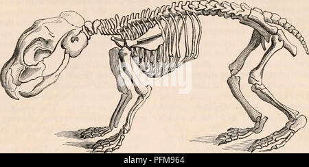 . La cyclopaedia d'anatomie et physiologie. Anatomie ; physiologie ; Zoologie. Des rongeurs. S81 l'os de cuisse considérablement plus étroite que son son aspect postérieur, on constate la même frappant la tête. nent crest. Il résulte de cette structure, fig. 265.. Squelette de la Paca ( Ccelogenys Paca). Les rongeurs ont le péroné situé tout à fait derrière le tibia ; chez les rats, campagnols, gerboises, le castor, le helamys, et le lapin, il est consolidé avec le tibia vers le tiers inférieur de sa longueur, un vaste espace triangulaire laissés entre les deux os de la partie supérieure de la jambe ; la partie antérieure crista o Banque D'Images