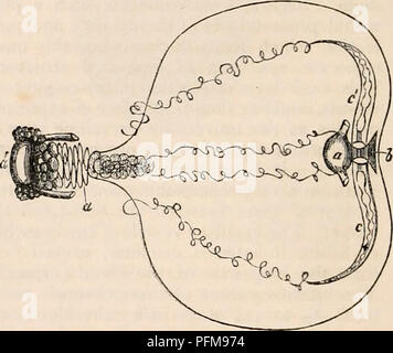 . La cyclopaedia d'anatomie et physiologie. Anatomie ; physiologie ; Zoologie. 290 LA RESPIRATION. gill-arches de roulement ne sont pas composées d'une seule courbe indivise des os, mais de plusieurs éléments, ajusté, avec référence explicite à l'élasticité et la souplesse de l'ensemble. Six de ces arcs sont principalement développé, et cinq conservés en permanence. Le premier appui quatre branchies, la cinquième est assailli de dents qui garde l'ouverture de l'œsophage : ce dernier est appelé l'arc branchial ; le reste les arcs branchiaux. Du côté convexe des arcs branchiaux une double série d'Interlocking penkn Banque D'Images