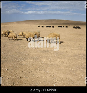 Troupeau de moutons en regardant avant-garde, l'élevage de chèvres en arrière-plan, dans le désert jordanien. Banque D'Images