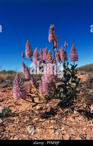 Fleurs sauvages du désert dans la région de Simpsons Gap, près d'Alice Springs. Banque D'Images